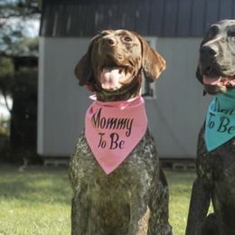 German Shorthaired Pointers from Kylie Farrior