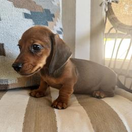 Forrest - Red male Dachshund puppy in Lakeland, Florida from Cynthia’s Royal Dachshunds