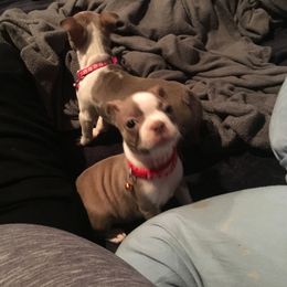 Boston Terrier Puppies from Bill's Boston Babies