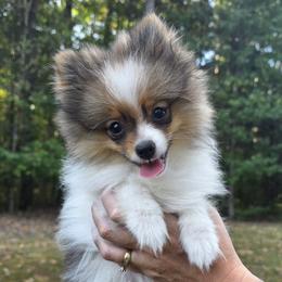 Pomeranian puppies from Earnest's Southern kennels