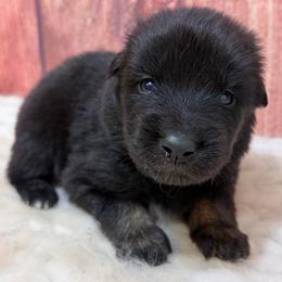 Koda - Black Collar - Black male Australian Shepherd puppy in San Marcos, California from Faith Family Freedom Farm