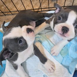 Boston Terrier Puppies from Aronow pups