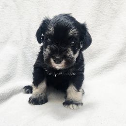 Boy 2 - Black and silver male Miniature Schnauzer puppy in Green River, Wyoming from Mary's Miniature Schnauzers