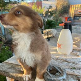 Baby rose - Red merle female Australian Shepherd puppy in Bloomington, California from Oro’z Farm Aussies