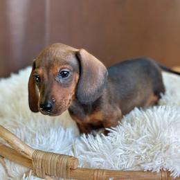 D'Artagnan - Red male Dachshund puppy in Crystal, Michigan from Mare-Bella Smoothcoat Edition