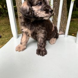 Goldendoodle and Golden Retriever Puppies from Darling Doodles of Licking County