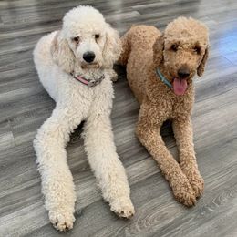 Poodles from Leaning Oak Kennels