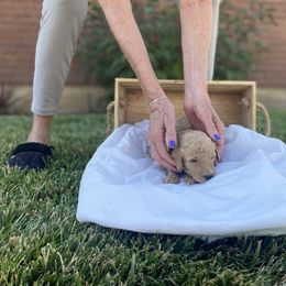 Bernedoodle Puppies from Bruce and Emma Doodles