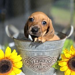 Pooh 2200 - Red male Dachshund puppy in Leesburg, Florida from Mini Doxie Mischief Makers