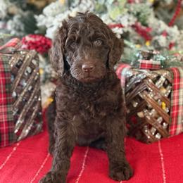 Samson - Chocolate male Goldendoodle puppy in Norman, Oklahoma from Wilson Family Companions