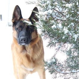 French Bulldogs and German Shepherds from Windy Hill