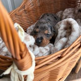 Prada - Dapple female Dachshund puppy in Ecru, Mississippi from Toddy Kennels