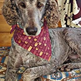 Poodles from Zimmerman's Poodles