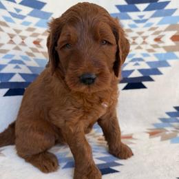 Keala ( Gray collar boy) - Red  male Goldendoodle puppy in Phelan, California from High Desert Doodles - the original