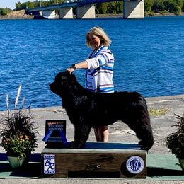 Stevie - Newfoundland