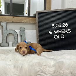 Itchy calf - Dapple male Dachshund puppy in Goodyear, Arizona from AZ Low Life Doxies