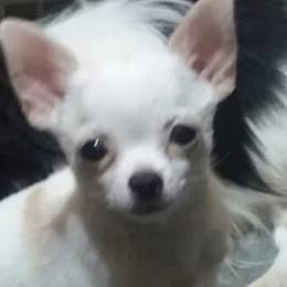 Chihuahuas and Japanese Chins from Gift of Gods Favor