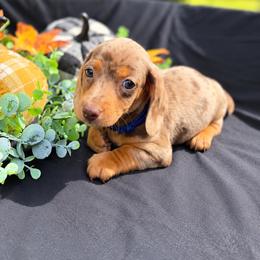 Rafiki AKC 5,000 - Dapple male Dachshund puppy in Indian Trail, North Carolina from Hilda’s Teenie Weenies