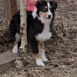 Breelan - Black tri-color female Australian Shepherd puppy in Divide, Colorado from Outlaw Farm and Kennel