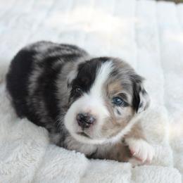 Maverick - Blue merle male Australian Shepherd puppy in Oklahoma City, Oklahoma from Mika’s Aussies