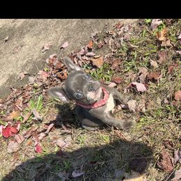 Girl 1 - Blue fawn female French Bulldog puppy in Sterling, Michigan from Love of Frenchies