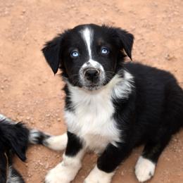 Flint - Black tri-color male Australian Shepherd puppy in San Tan Valley, Arizona from Mott Ranch - Blazin' Sun Aussies