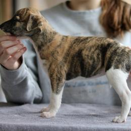Rosetta - Fawn brindle female Whippet puppy in Robesonia, Pennsylvania from Rogue Mountain Manor