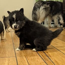 JxD boy 1 - Black and white male Pomsky puppy in Charlotte, Michigan from Moore Pomskies