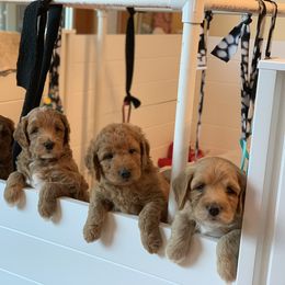 Bernedoodle, Goldendoodle, and Aussiedoodle Puppies from Lakeside Doodles