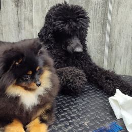 Pekingese, Pomeranians, and Poodles from Purple Diamonds Kennel