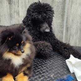 Pekingese, Pomeranians, and Poodles from Purple Diamonds Kennel
