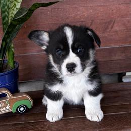 Vinny - Black and tan male Pembroke Welsh Corgi puppy in Creston, Iowa from GSF Pembroke Welsh Corgis