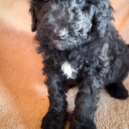 Cleo - Black and white female Bernedoodle puppy in Grant City, Missouri from Timberline Paws