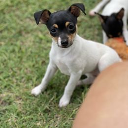 Gerty - White black and tan female Toy Fox Terrier puppy in Shawnee, Oklahoma from Heartland Toy Fox Terriers