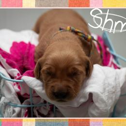 Shmi - Dark golden female Golden Retriever puppy in Driggs, Idaho from SK Golden Retrievers
