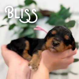 Bliss - Black and tan female Cavapoo puppy in South Jordan, Utah from Wonderful World Doodles