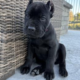 Pink Collar Girl - Black female Cane Corso puppy in Murrieta, California from KJ Cane Corso