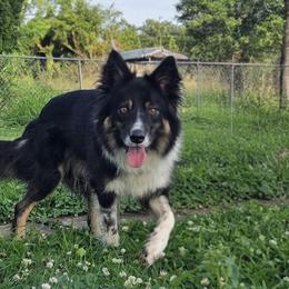 Viper - Border Collie