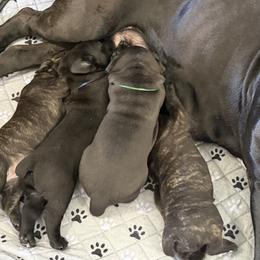 2nd Pick Male - male Cane Corso puppy in Crossville, Tennessee from CANE CORSO DI DROGHEDA