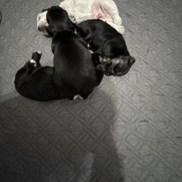 Miniature Schnauzer Puppies from Dara's Miniature Schnauzers