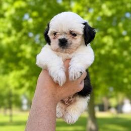 Boy 1 - Sable and white male Shih Tzu puppy in Seguin, Texas from Dolled Up Shih Tzus