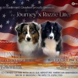 Miniature American Shepherd puppies from Givadem
