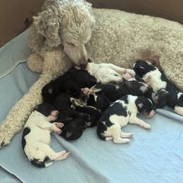 Poodle Puppies from New Hope Standard Poodles