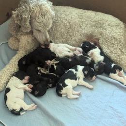 Poodle Puppies from New Hope Standard Poodles