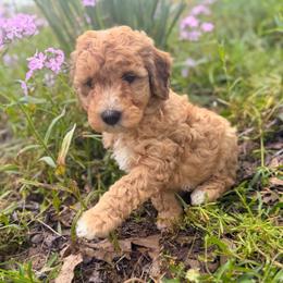 Rose - Sable female Goldendoodle puppy in Pittsburg, Texas from Grace Springs Goldendoodles