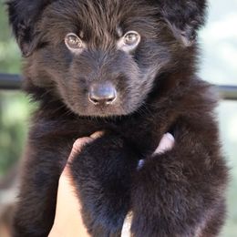 Flint - Black male German Shepherd puppy in Canton, Texas from WILDWOOD GERMAN SHEPHERDS