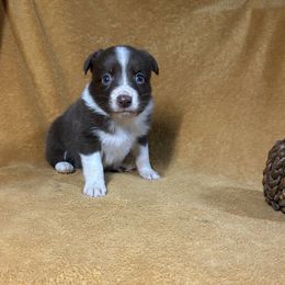 Red tri male 2 - Red tri-color male Australian Shepherd puppy in Clinton, Tennessee from Liza’s Aussies & Poms