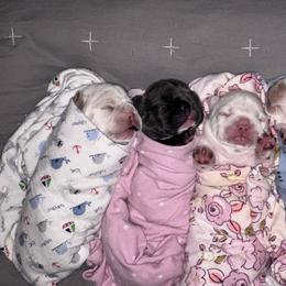 French Bulldog Puppies from Jasmine McMurtry