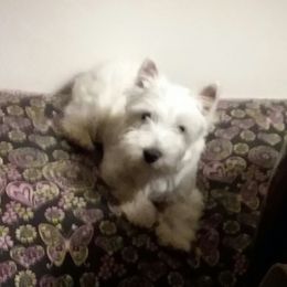 West Highland White Terrier Puppies from Westies of Creek's Bend