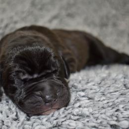 Rebel - Black and white female Great Dane puppy in Chapmansboro, Tennessee from Balthrop Bend Farms
